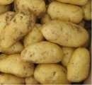 沽源土豆薯块大皮光 淀粉含量高 商品率高