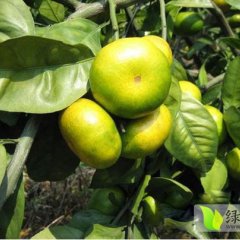 供应赣南寻乌蜜桔