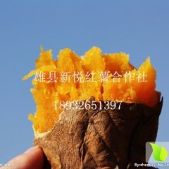 雄县红薯品种繁多 味道甜美 口感极佳