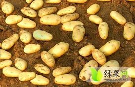 察右后旗土豆个大皮毛好 绿色无公害