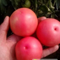 河南延津粉红西红上货量大 色泽鲜艳