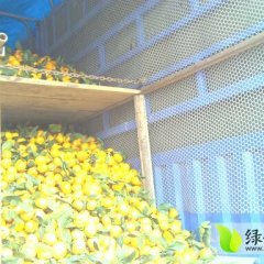 临海柑橘皮溥汁多 无核蜜桔 欢迎来选购