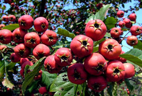 绛县大金星山楂酸甜可口 果实大 色泽艳