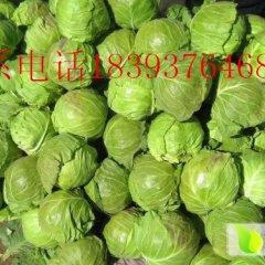靖远甘蓝货源充足 上货量大 欢迎前来收购