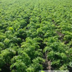 我处大量出售小花樱品种的芥菜