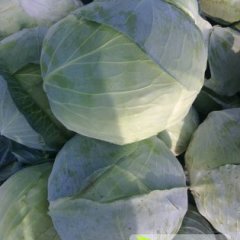 赤峰甘蓝火热上市,翁牛刘景斌诚信合作