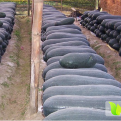 郸城冬瓜长炮弹形 果皮黑绿色 商品性佳