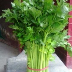 陕西三原县加州王芹菜颜色鲜绿 茎色黄亮