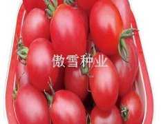 河南商丘樱桃-133番茄种子香甜可口