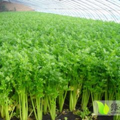 铜山皇妃芹菜大量上市 欢迎客商前来收购