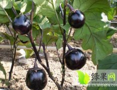 濮阳紫光圆茄种子抗病性强 再生力强