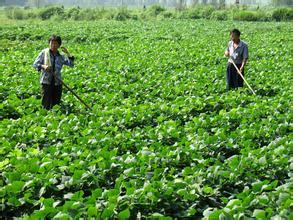 临沭红薯甘甜可口 外形美观 价格实惠