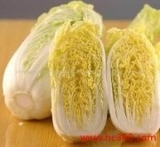 佳禾农业种植合作社韩国黄心白菜上市