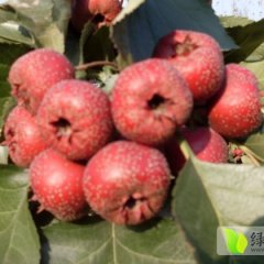 潍坊山楂色泽鲜艳 酸甜可口 耐储存