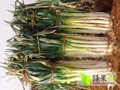 2014年山东滕州铁杆大葱价格