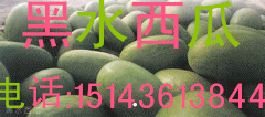 新红宝价格