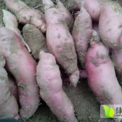 2014忻州红薯价格波动不大
