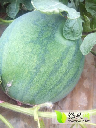 花皮无籽价格