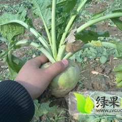 新民芥菜大量上市 高质量 低价格出售