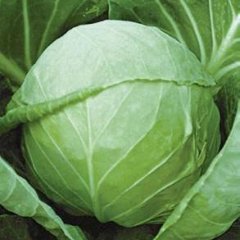 咸阳中甘21甘蓝品质优良 欢迎来采购