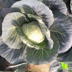 昌黎球茎甘蓝保质保量 欢迎前来考察收购