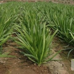 焦作常年大批量出售新鲜韭菜 量大从优