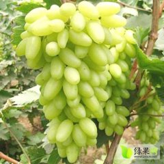 新疆无核白葡萄颗粒均匀 酸甜适口 碧绿晶莹