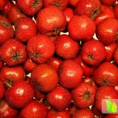 平邑大五棱山楂质优价廉 有机绿色无公害