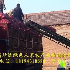 甘肃靖远红皮洋葱上市：0.5元一斤！