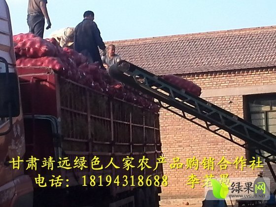 2014年甘肃靖远红皮洋葱价格