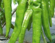 青州大量出售各种优质蔬菜 望前来收购