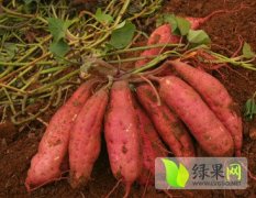 山东红薯种植面积广 绿色无公害 品种繁多