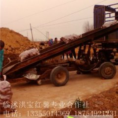 临沭红薯苏薯八号