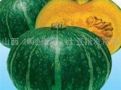 神池绿皮南瓜色泽艳丽 粉质高 无污染