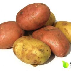 内蒙古察右中旗后期红土豆名优产品