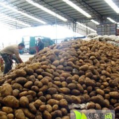内蒙古察右中旗克新一号土豆上货量大