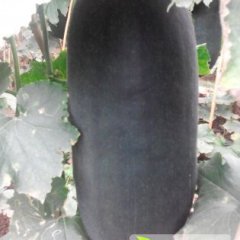 本人大量供应优质冬瓜 保质保量