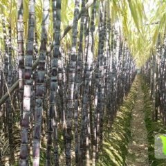代办各种甘蔗  甘蔗质量好  价钱便宜
