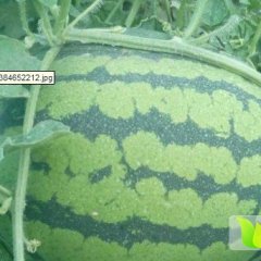 大批量12斤以上西瓜 1毛钱一斤批发