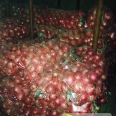 现有冷库红皮圆葱350吨 保证质量 80公分以上