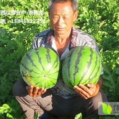 集贤西瓜无病害 色泽养眼 口感甜爽