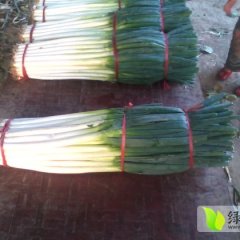 安丘大葱绿色无公害 资源丰富