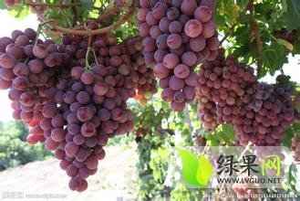 本地红提现已上市 颗粒饱满 色泽红亮
