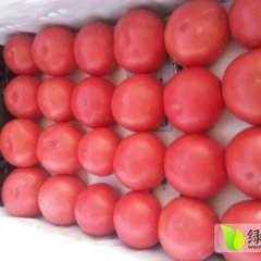 贺兰西红柿果实外形美观 色泽好 大小均匀