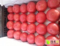 贺兰西红柿果实外形美观 色泽好 大小均匀