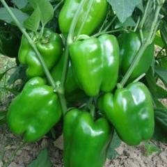 邢台威狮一号辣椒开始上市 欢迎前来参观采购