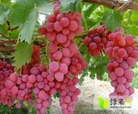 蒙阴作红提葡萄大量供应 果实大 香甜可口