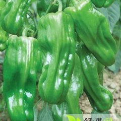 山东费县辣椒 保质保量 欢迎订购