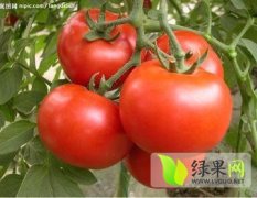 本基地有大红西红柿700亩大量上市 日供20万斤