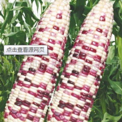 本农场现种有几十亩花糯玉米 品质优 口感好